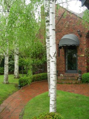 peers_3__1 Bow Canopy